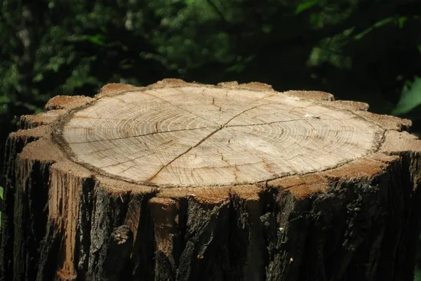 Professional stump grinding in Parker, CO – Farr Arbor